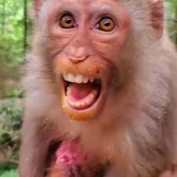 Mother Monkey Protecting Her Baby