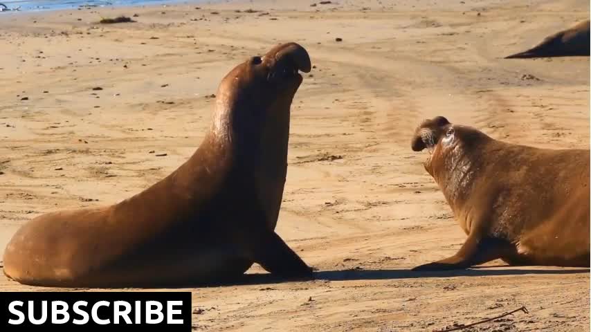 Young elephant seals fighting battle mid shot throwing sand