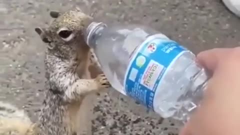 Squirrel are very thirst and his funny activity