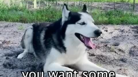 Baby Dogs - Cute and Funny Dog Puppies