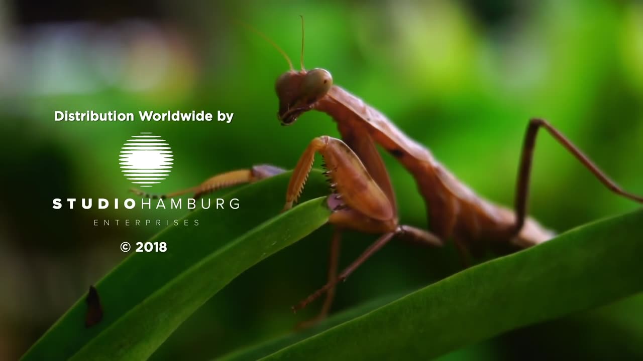 Praying Mantises - The Kung Fu Killers of the Insect Kingdom