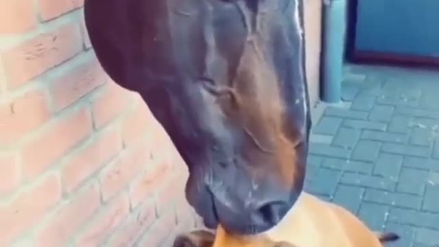 yummy affection