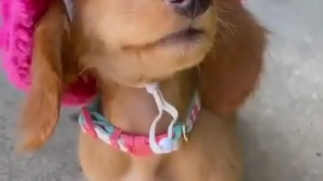 Funny and Cute DOG Videos Compilation. #short #2021 #shorts (2)