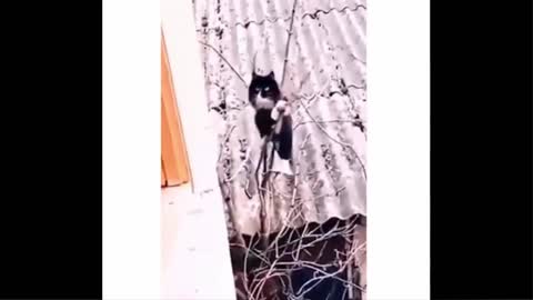 Funny cat singing song😂😂