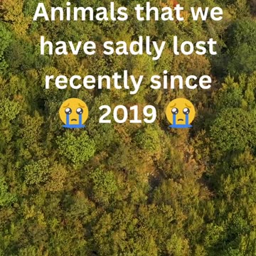 Animals that we have sadly lost recently since 2019