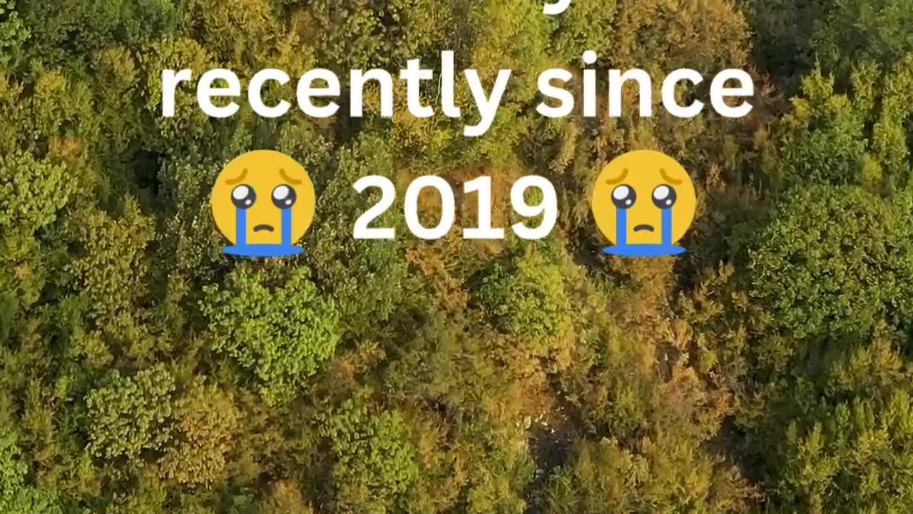 Animals that we have sadly lost recently since 2019
