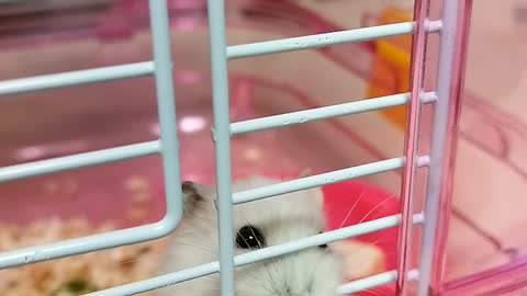 Good morning hamster