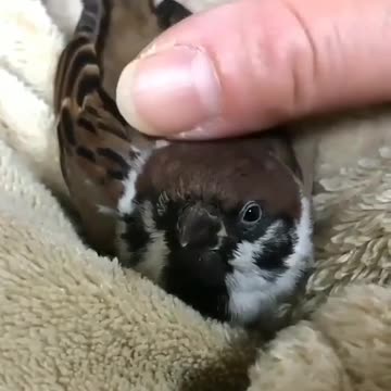 love sparrows they are so beautiful birds😙😘