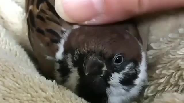 love sparrows they are so beautiful birds😙😘