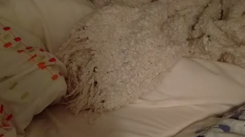 Brown dog on bed hiding in sheets
