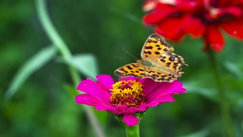 Coolest Butterfly