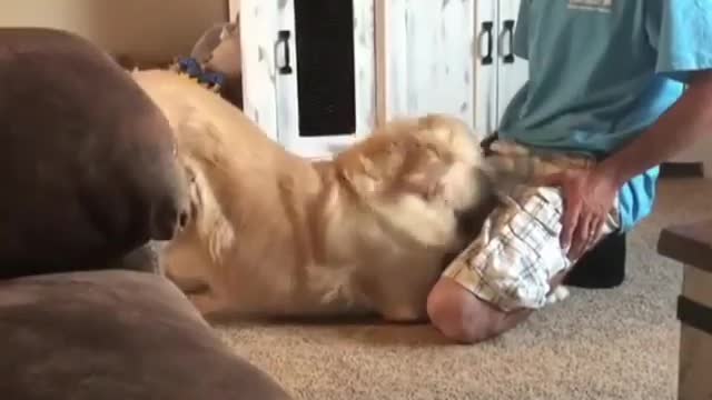Cute baby animals Videos Compilation cutest moment of the animals - 🐶 Cutest Puppies #18