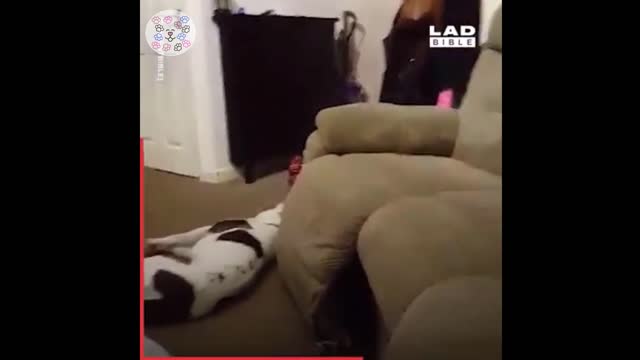 Dopey Dogs amusing paws -Funny Dog Videos 2021 #1