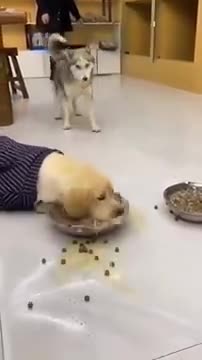 cute dog_dog_give me food human _heart