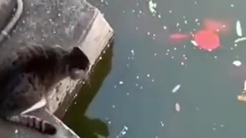 Black bear explores cabin in Gatlinburg, TN