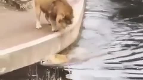 Lions power ......