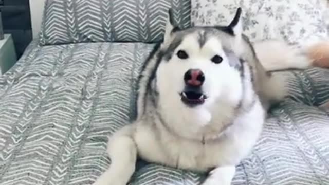 I Love Pets - Funny Pets Video Clips #Funny Pets