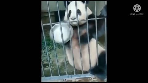 Small panda fanny video