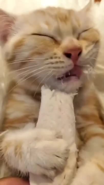 9.cute cat and funny cat shorts🤣❤