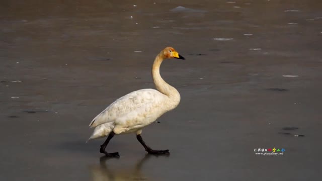 Migratory Birds of Junam Reservoir | The Hidden Gem of South Korea vol.10