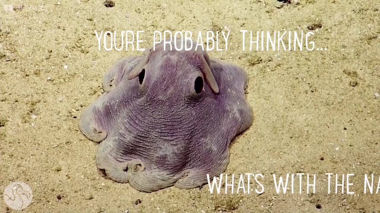 The Dumbo Octopus