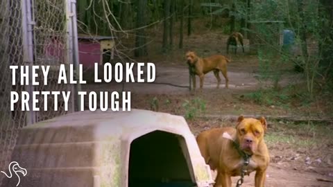 All These Dogs Left Tied Up Just Wanted To Give Kisses