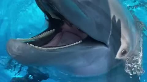 dolphin#sounds#animallover