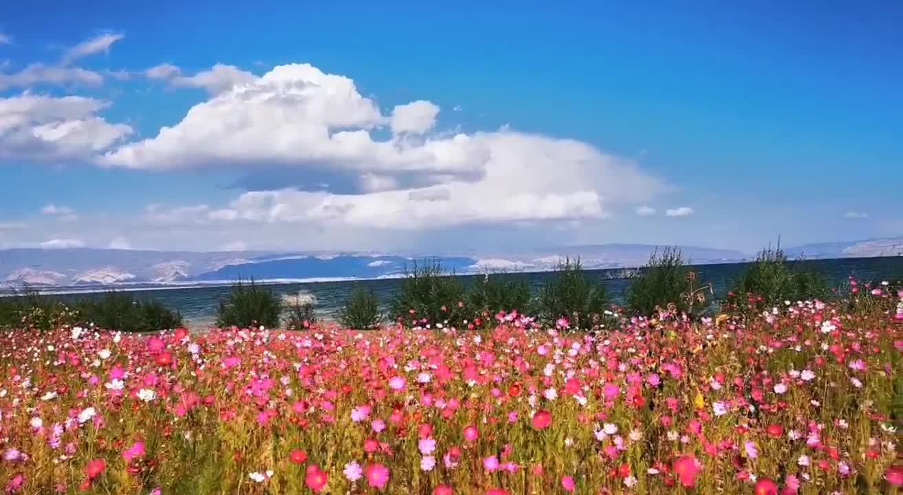 Colorful flowers make me addicted