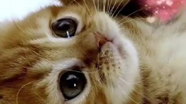 cute kittens