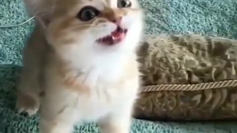 STEP BY STEP CATS
