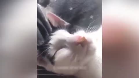 Vídeo gracioso de gatos