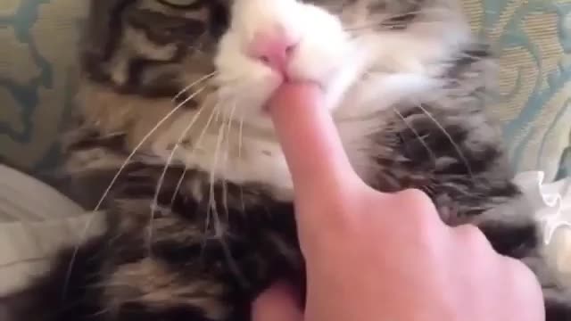 cat sucking thumb and most beautiful thing you will see today