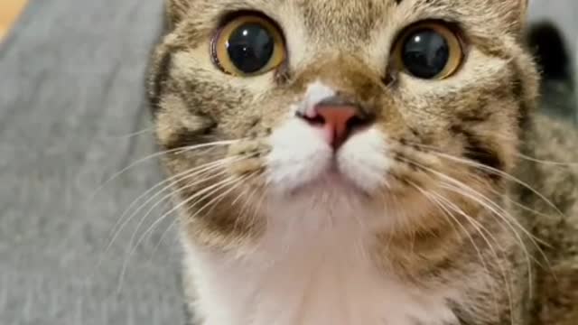There are two shelters in a miserable life. One is music and the other is cats