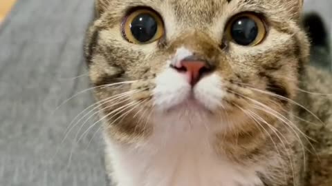 There are two shelters in a miserable life. One is music and the other is cats