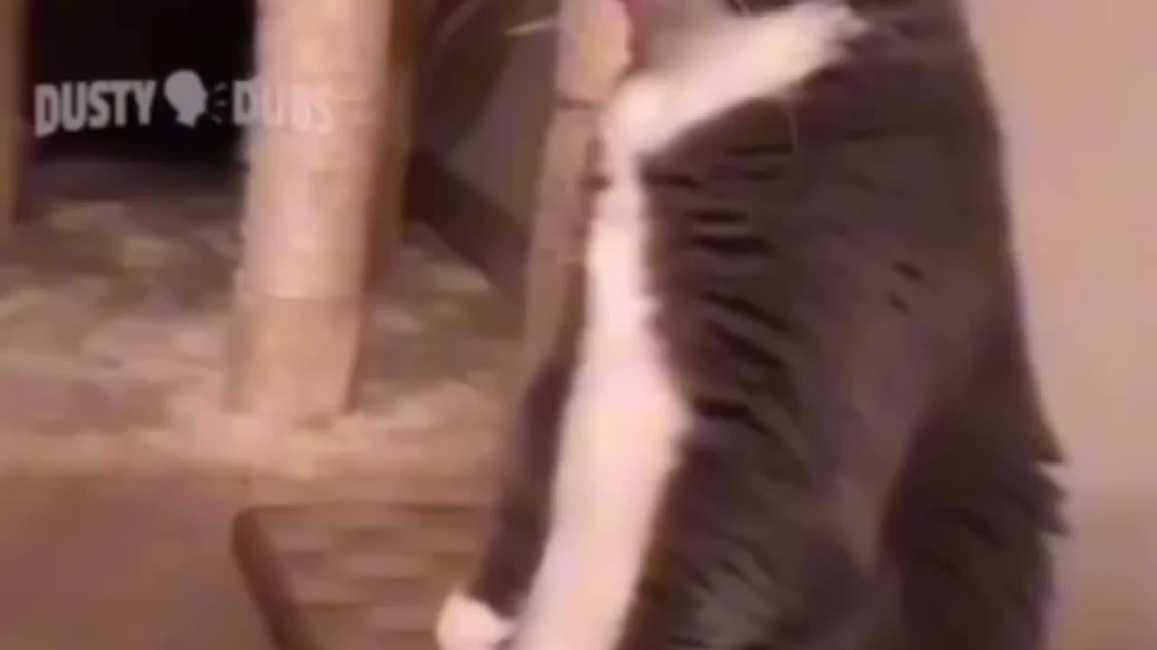 Funny Cat Video