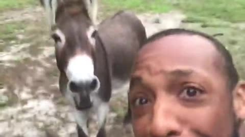 Donkey sings to accompany his owner 😂😂