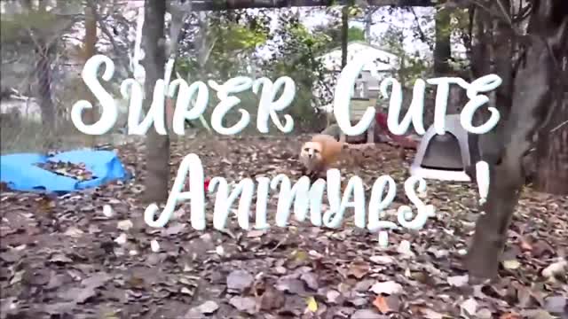 Super cute fox acting silly while playing with humans , so adorable