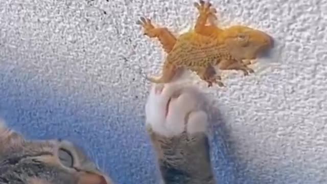 The gecko had to play dead to avoid being eaten by the cat