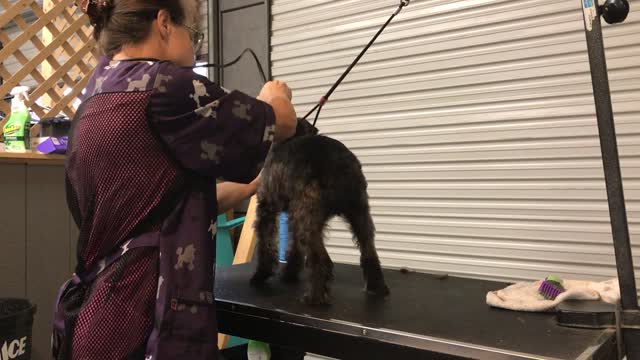 Dog Groom 2