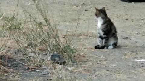 20231016 183204 WhiteBelly87