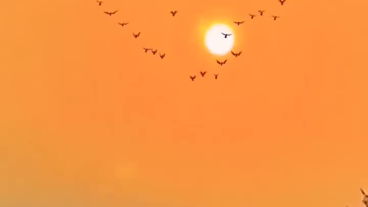Beautiful Bird