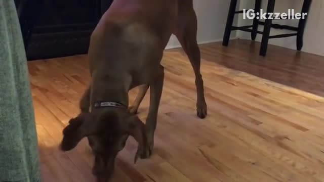 Brown dog slides around on cookie toy trying to bite it