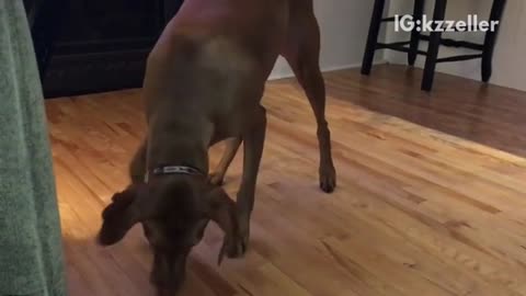 Brown dog slides around on cookie toy trying to bite it