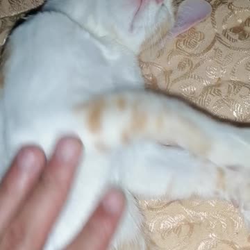 My lite cats sleeping