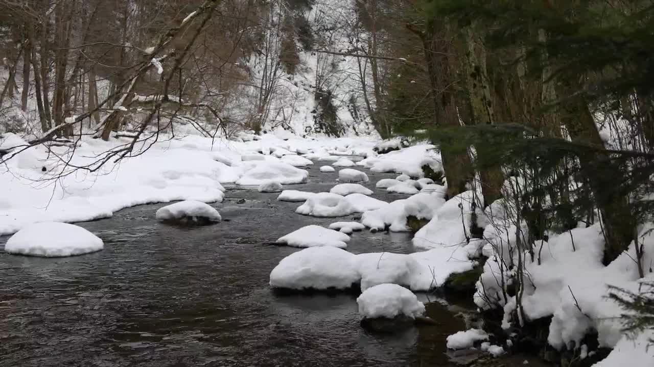 Forest in winter with a river