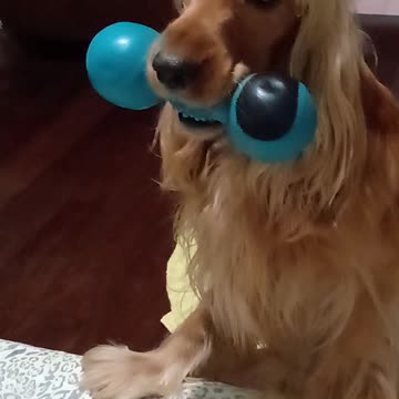 Entertainment dog, cute, viral, Subscribe to my channel, like, share,