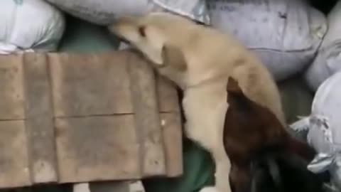 chicken bullying the dog