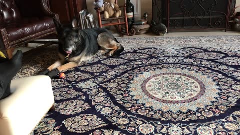 Gracie & Cooper