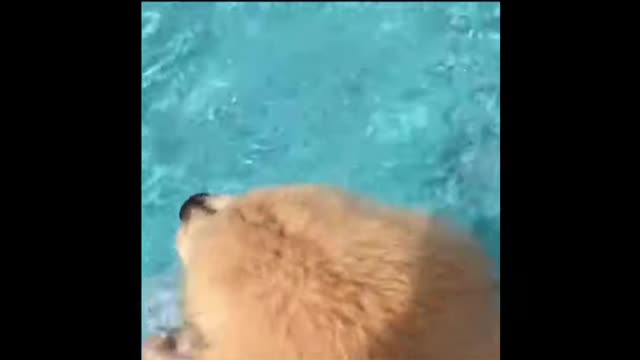 Golden Retriever Swimming Moments