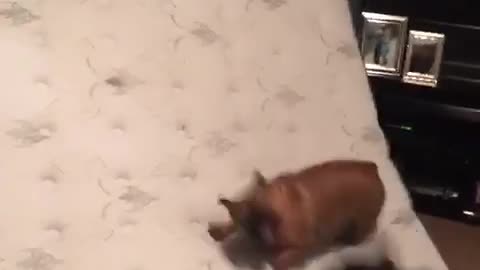 Two french bulldog runs up mattress and play
